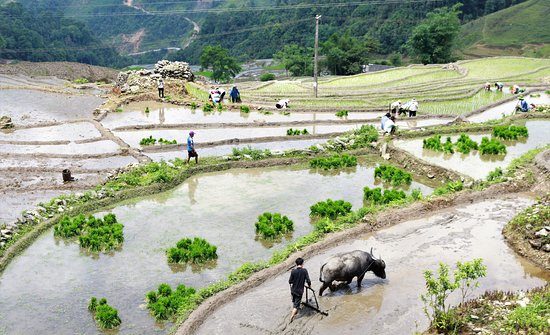 sapa weather