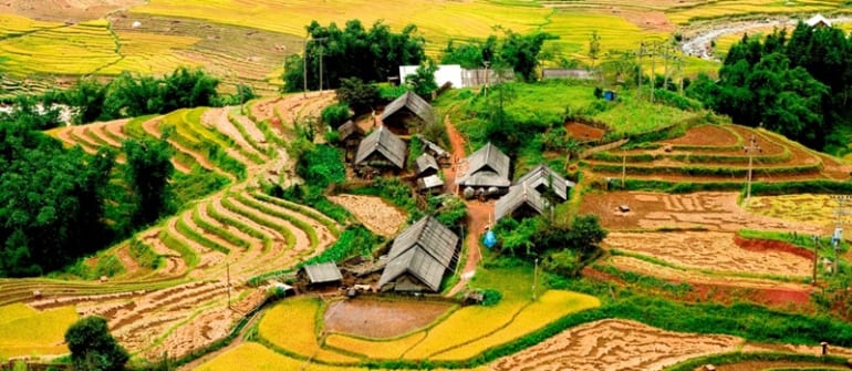 terraced rice field