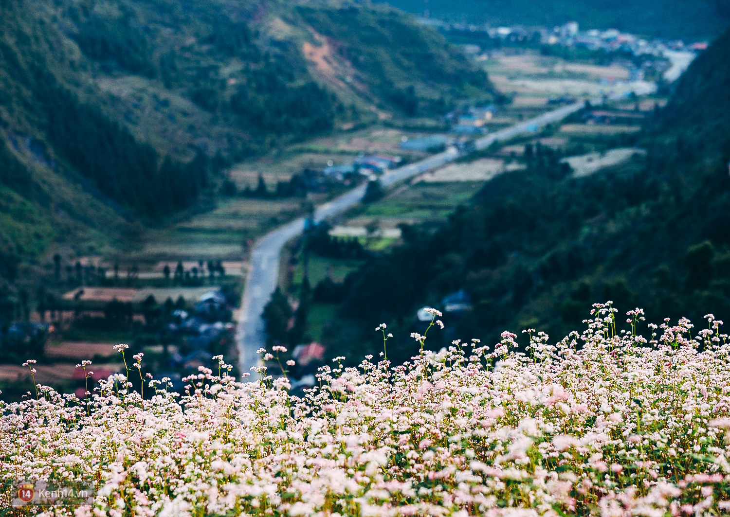 ha giang flower