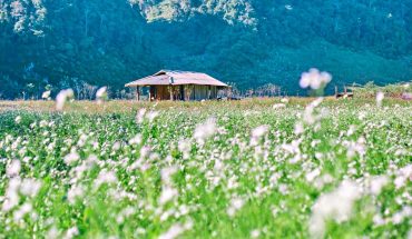 MOC CHAU – THE JOURNEY FULL OF FLOWERS – 2 DAYS 1 NIGHT